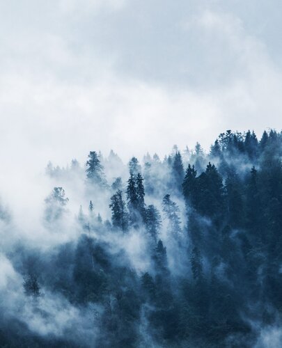 Nebeldurchzogene Berglandschaft mit Tannenwald
